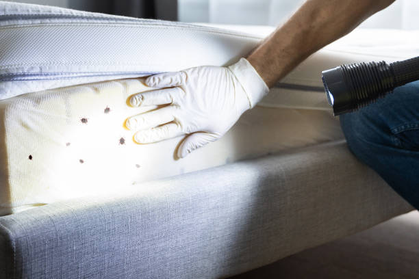 Best Best Pest Control Companies  in Bridge City, LA