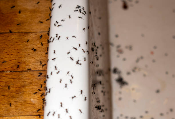 Best Emergency Pest Control  in Bridge City, LA