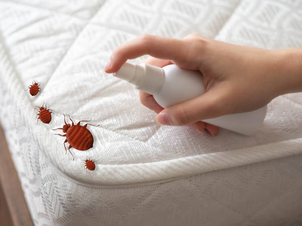 Reliable Bridge City, LA Pest Control Solutions