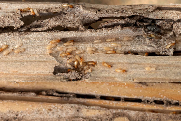 Best Exterminator Services  in Bridge City, LA